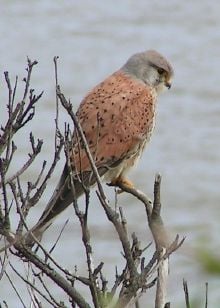 Mauritius kestrel, Falco punctatus. This small falcon was nearly extinct in 1974.