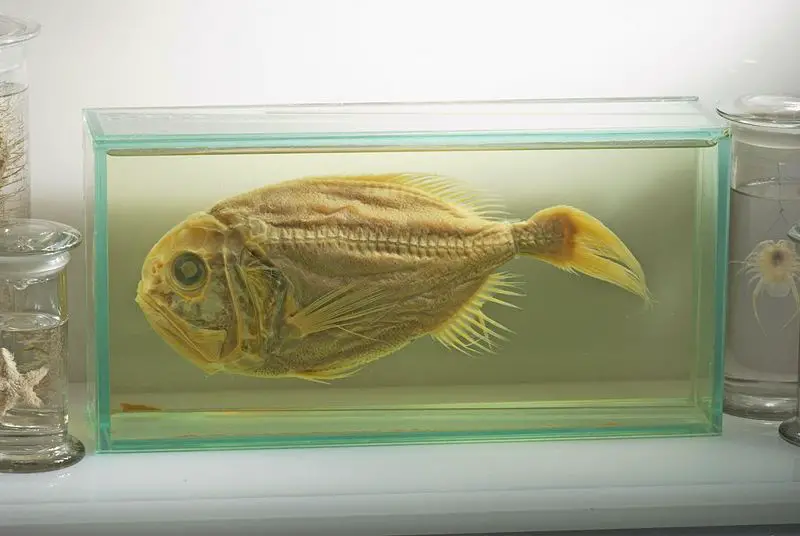 File:Hoplostethus atlanticus 01 Pengo.jpg