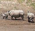 Thumbnail for version as of 00:59, 9 February 2009