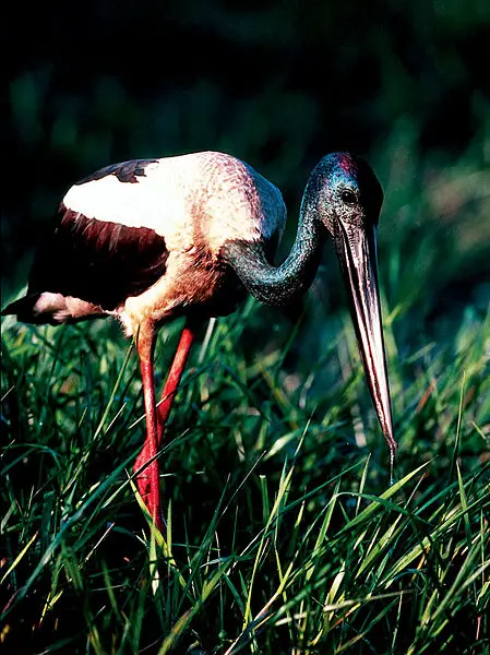 File:Kakadu 3541.jpg