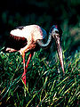 Thumbnail for version as of 05:41, 23 August 2008