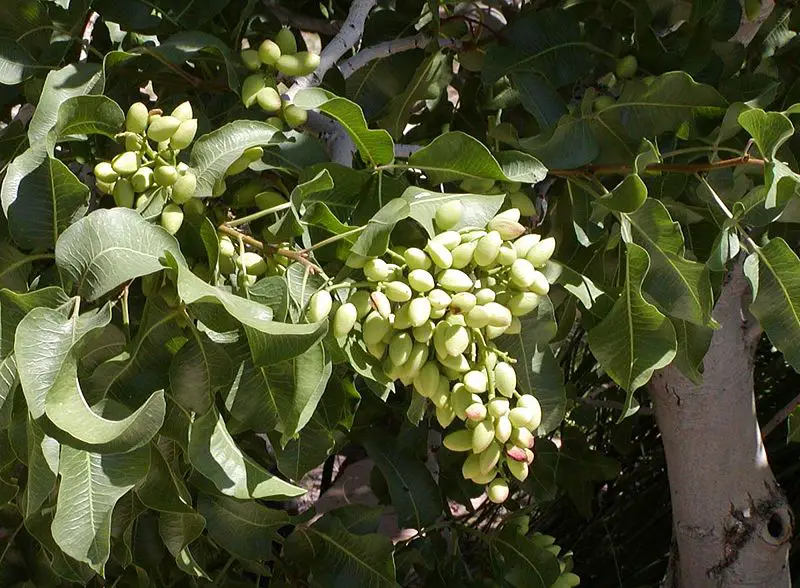 File:Pistacia vera Kerman.jpg