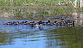 Thumbnail for version as of 19:42, 2 February 2009