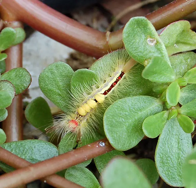 File:White-marked tussock moth.JPG