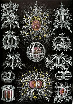 Plate from Ernst Haeckel's 1904 Kunstformen der Natur (Artforms of Nature), showing radiolarians belonging to the superfamily Stephoidea.